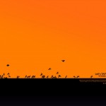wallpic224